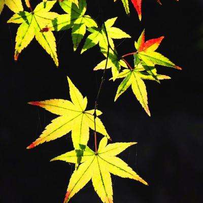 B体育手机版在线app下载